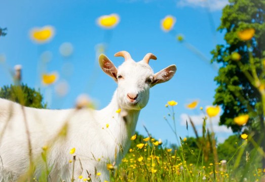 ピュアクリーニングの口コミ